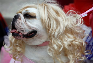 Illustration for article titled Scenes From The Bulldog Beauty Pageant
